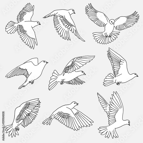Hand drawn isolated illustration of doves / pigeons