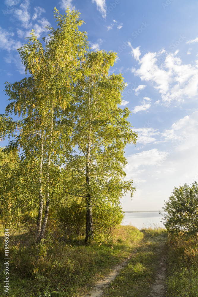 Forest landscape with birches Forest landscape with birches