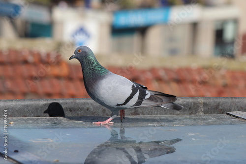 male pigeon standing on roof tiles in a spring day, looking for a mate