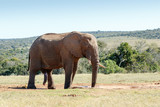 It is all hanging - African Bush Elephant