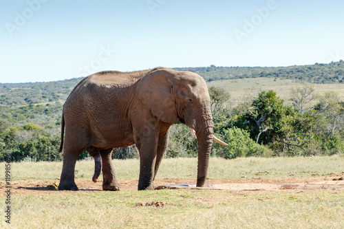 It is all hanging - African Bush Elephant