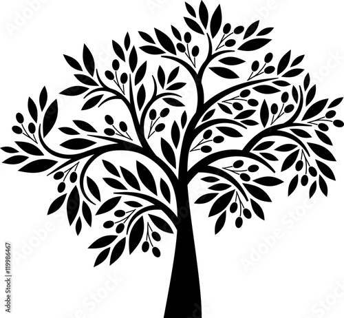  Olive tree