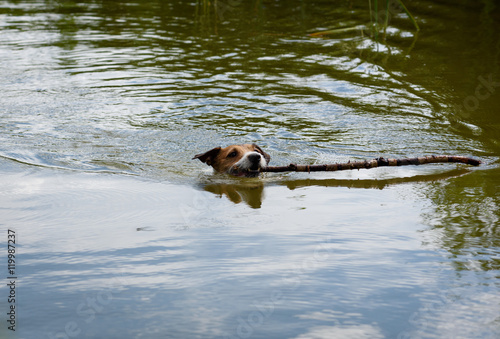 Little dog swimming and fetching big stick from water