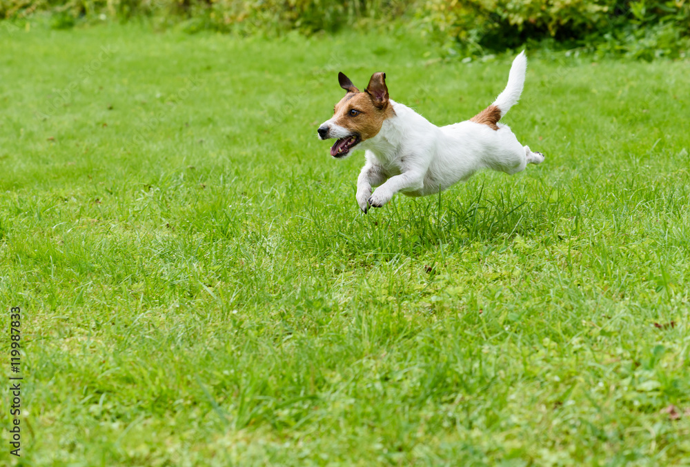 Playing dog on green grass running and jumping Playing dog on green grass running and jumping