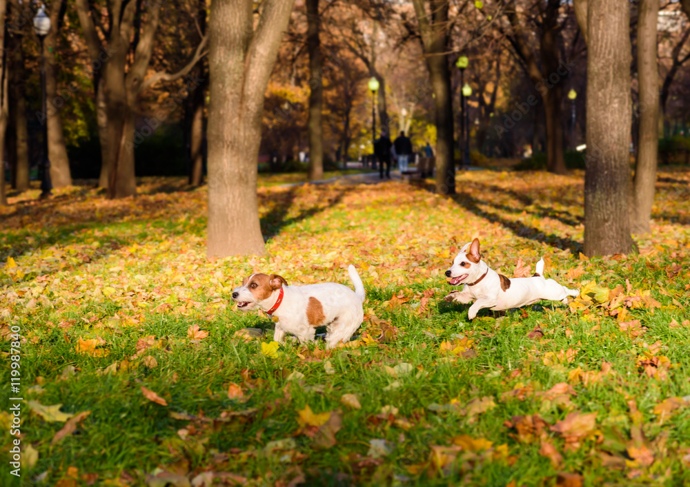 Two dogs playing funny pursuit at fall park Two dogs playing funny pursuit at fall park