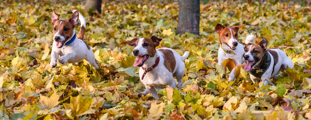Pack of Jack Russell Terriers running at fall (autumn) park - obrazy, fototapety, plakaty 