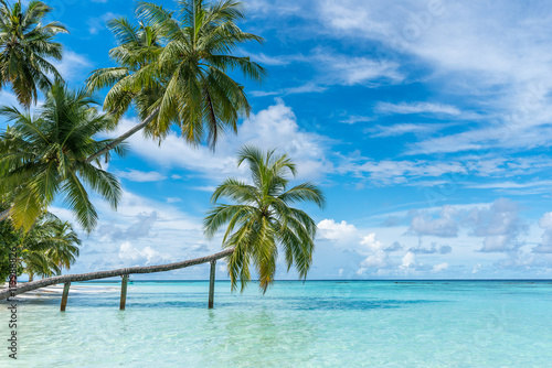 Fototapeta Naklejka Na Ścianę i Meble -  Palmen auf den Malediven mit blauem Himmel
