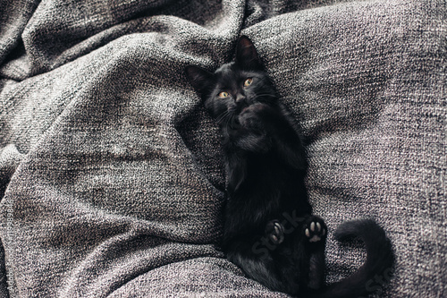 Foto Kitten on blanket