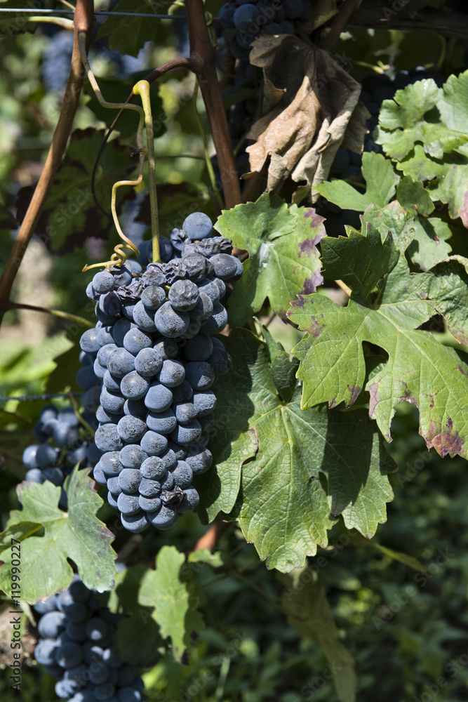 Bunches of grapes ready for harvest in Piedmont Italy