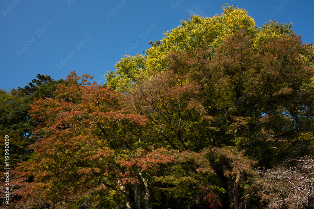 高尾山の紅葉
