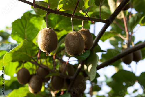 Close-up of ripe kiwi fruit on the bushes. Italy agritourism