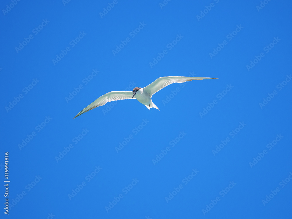small seagull bird flying in midair on blue small seagull bird flying in midair on blue