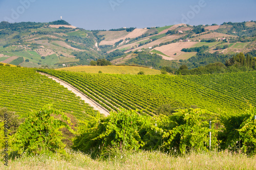 Rows of vineyard among hills