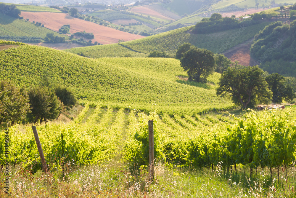 Rows of vineyard among hills