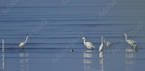 gruppo di garzette sul lago photo