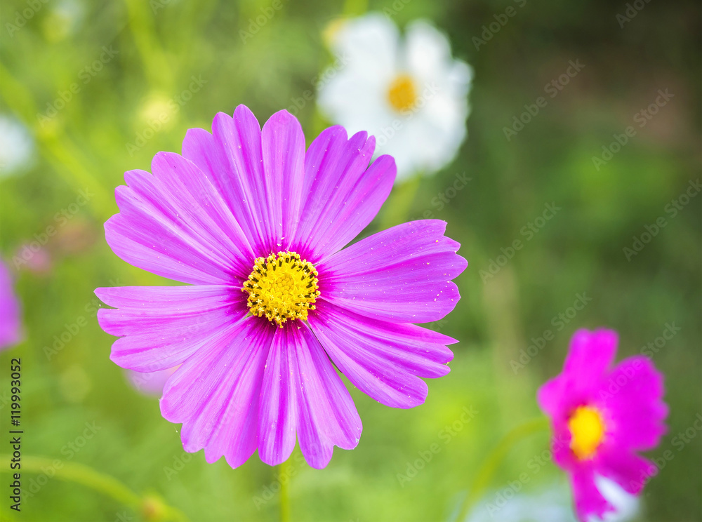beautiful pink cosmos flower on outdoor