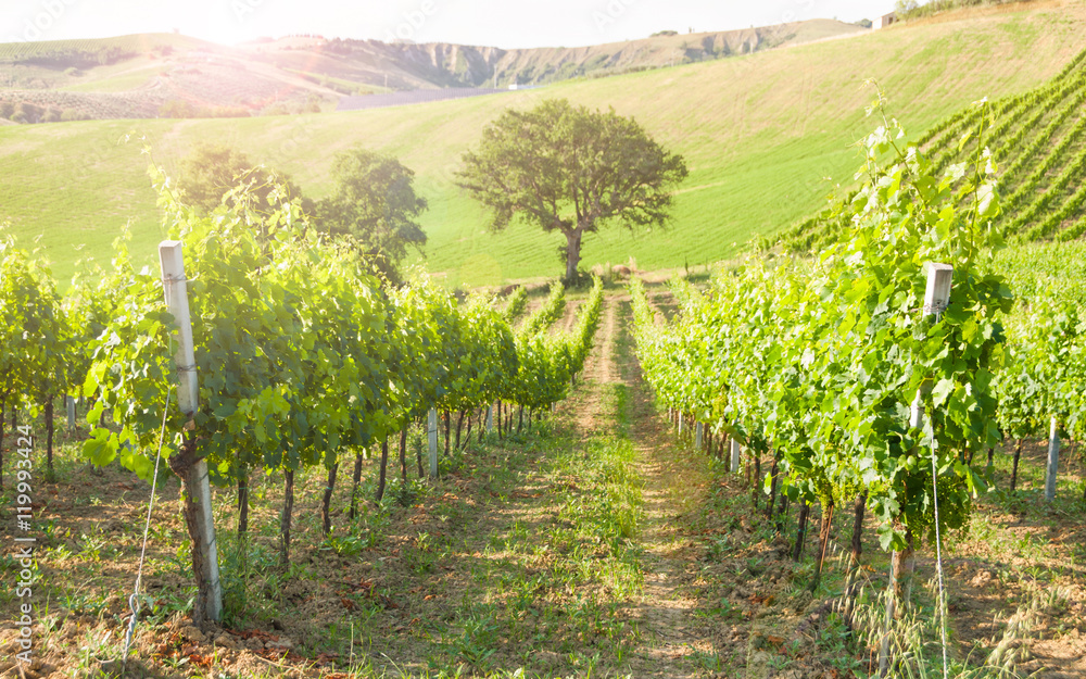 Rows of vineyard among hills Rows of vineyard among hills