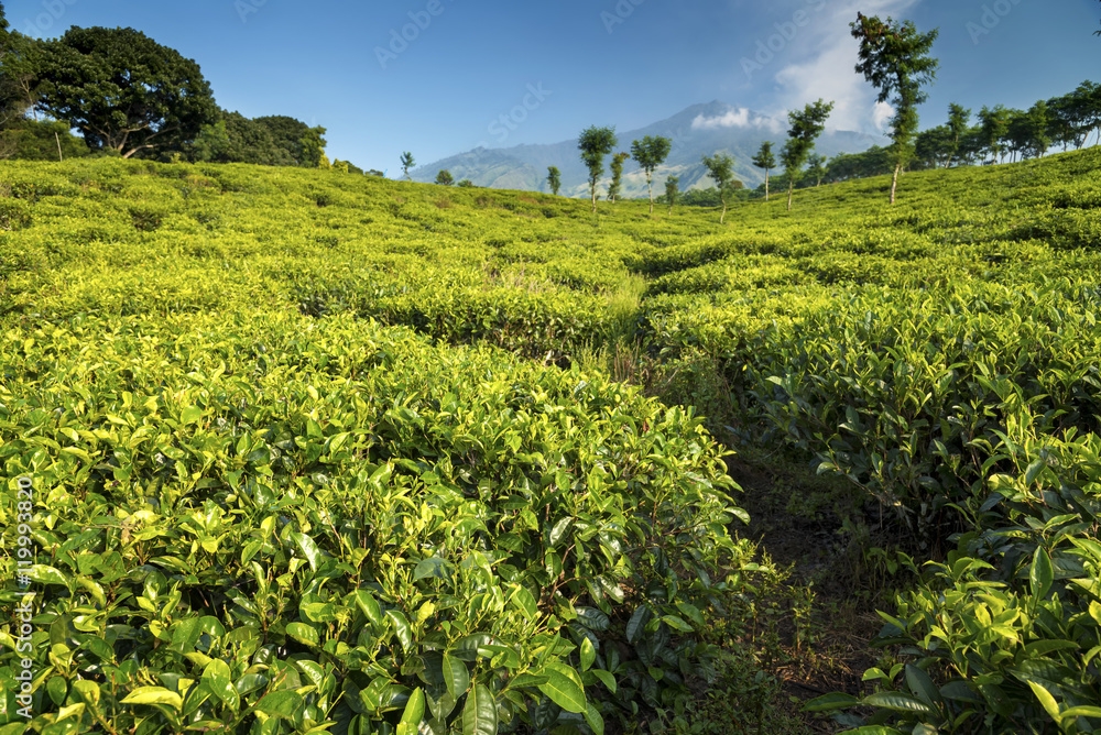 Obraz premium Tea plantations at Java, Indonesia