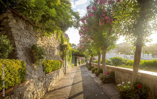 Beautiful alley full of trees and flowers on Capri Island, Italy