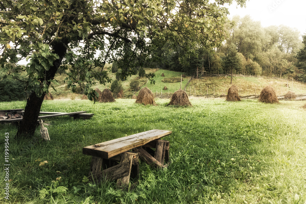 Lonely bench in meadow