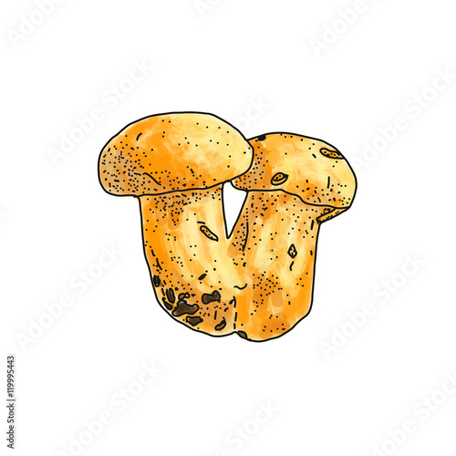 Vector illustration of Boletus edulis mushroom on white