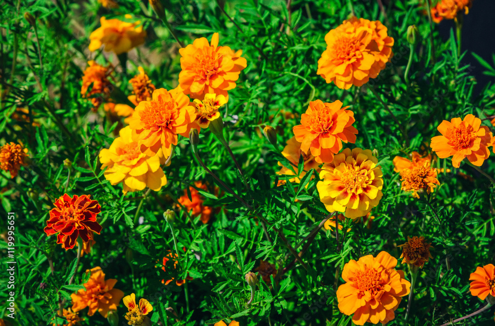 Bright orange and yellow marigolds, beautiful summer flowers
Bright orange and yellow marigolds, beautiful summer flowers