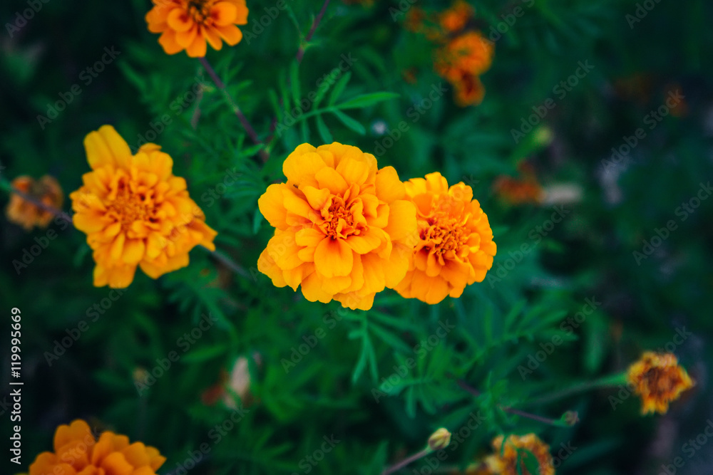 Bright orange and yellow marigolds, beautiful summer flowers
Bright orange and yellow marigolds, beautiful summer flowers