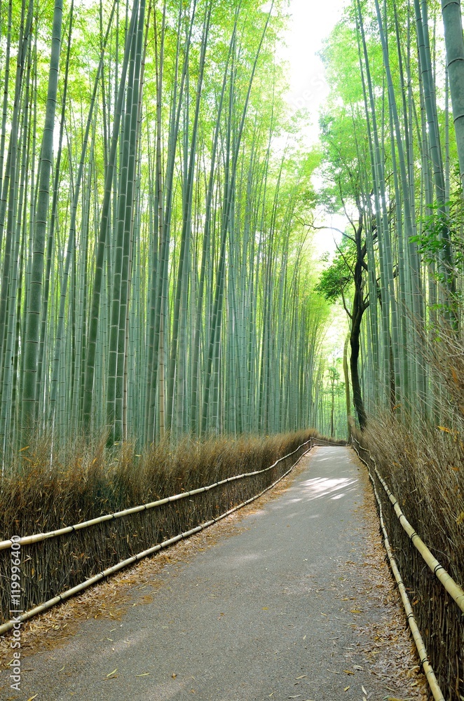 Fototapeta premium Sagano Bamboo Forest Road