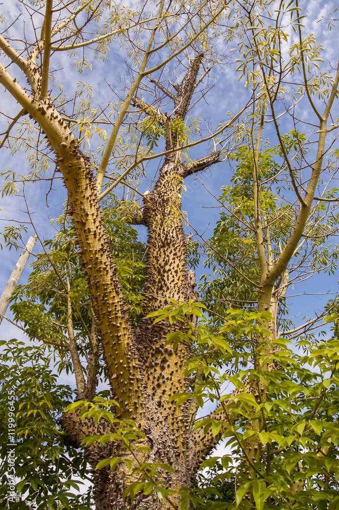 Tronco de árbol con espinas foto de Stock Adobe Stock