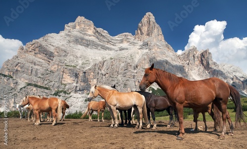 Horses and cow under Monte Pelmo