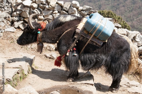 Black yak - bos grunniens or bos mutus photo