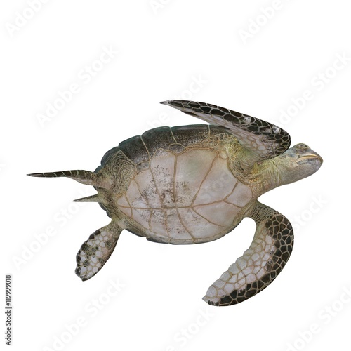 Green sea turtle isolated on a white 3D Illustration