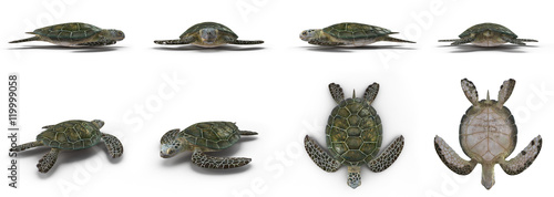 Green sea turtle angles isolated on a white 3D Illustration
