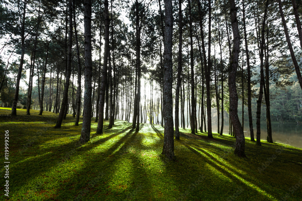 Fototapeta premium Green Forest at Pang Ung ,Mae Hong Son, Thailand