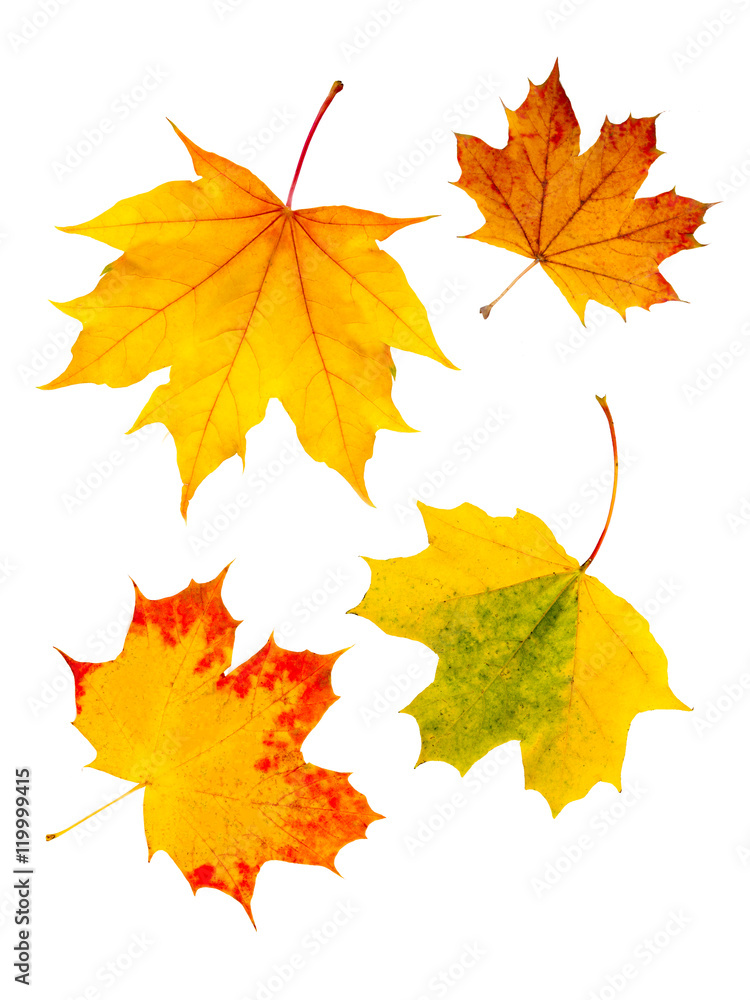Fototapeta premium Buntes Herbstlaub vor weißem Hintergrund