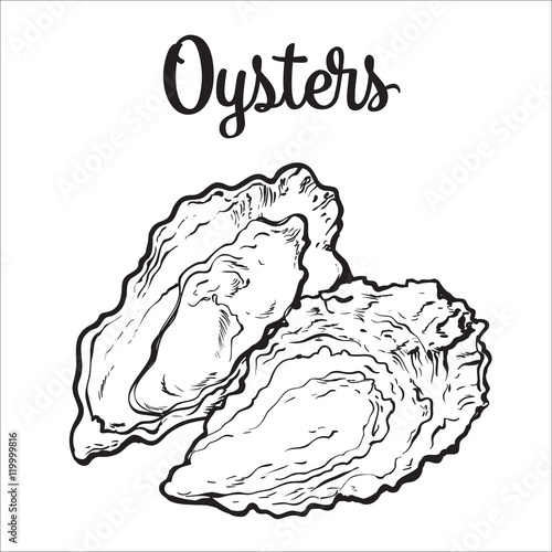 Fresh oyster, sketch style vector illustration isolated on white background. Drawing of oysters as luxury seafood delicacy. Edible underwater creature, healthy organic seafood or shellfish food