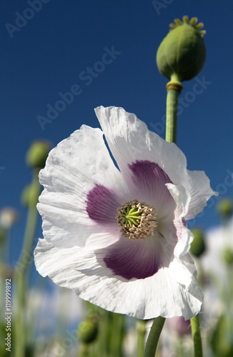 Detail of flowering opium poppy papaver somniferum photo