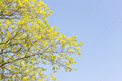 Nature in spring. Tree with fresh leaves and blue sky. Vibrant colorful nature detail. Concept of springtime, growth and vitality.
