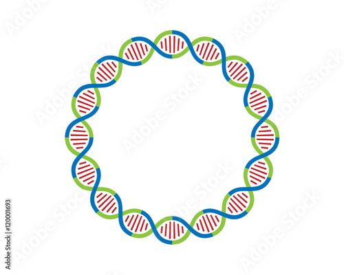 DNA strands Loop 16 parts