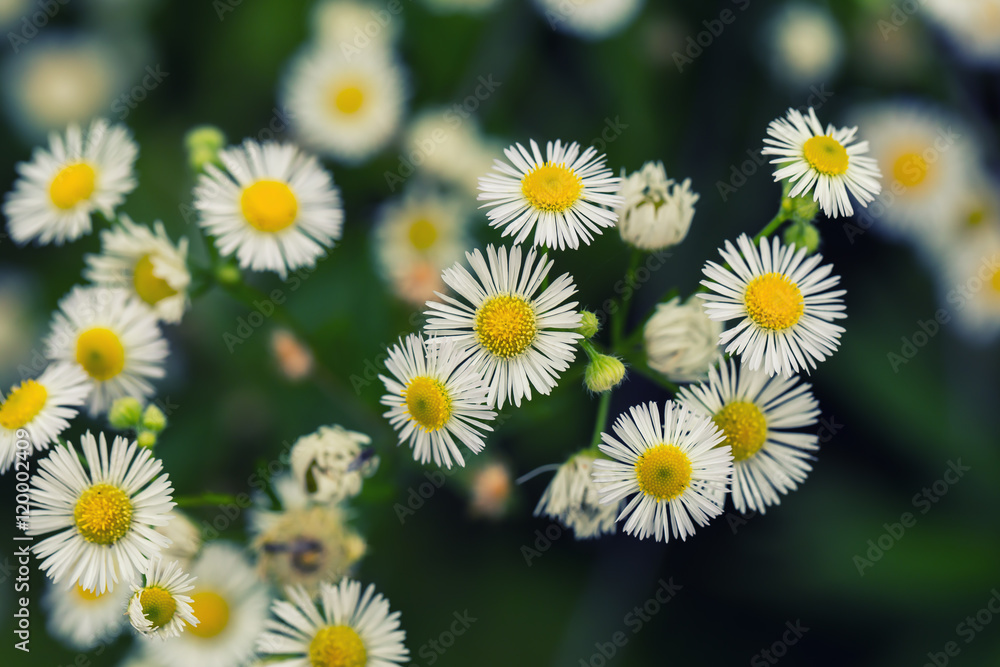 Obraz premium flowers on white background