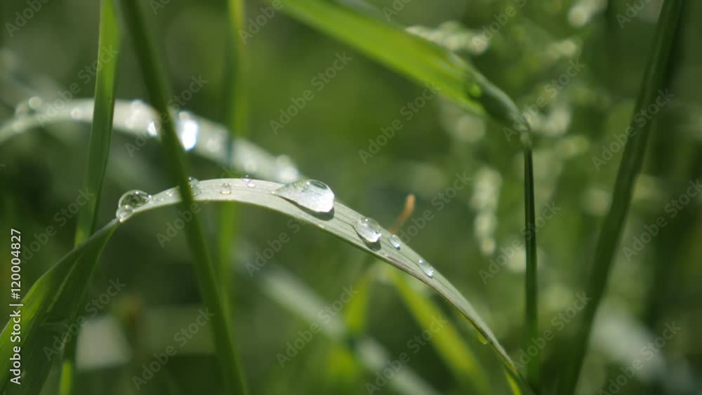 Early morning dewdrops over green field vegetation 4K 2160p 30 fps UHD footage - Spring drops of dew humidity over plant leaf 4K 3840X2160 UltraHD video Early morning dewdrops over green field vegetation 4K 2160p 30 fps UHD footage - Spring drops of dew humidity over plant leaf 4K 3840X2160 UltraHD video