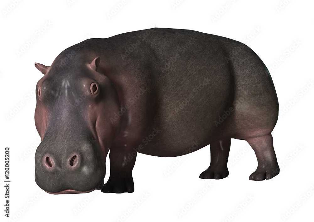 3D Rendering Hippopotamus on White 3D Rendering Hippopotamus on White