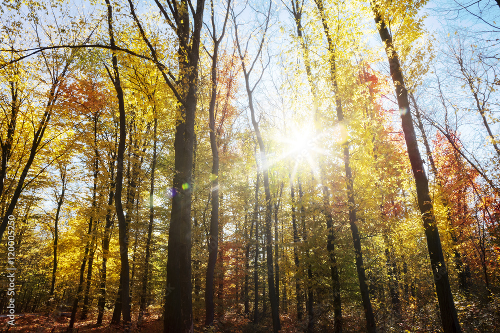 Fototapeta premium autumn