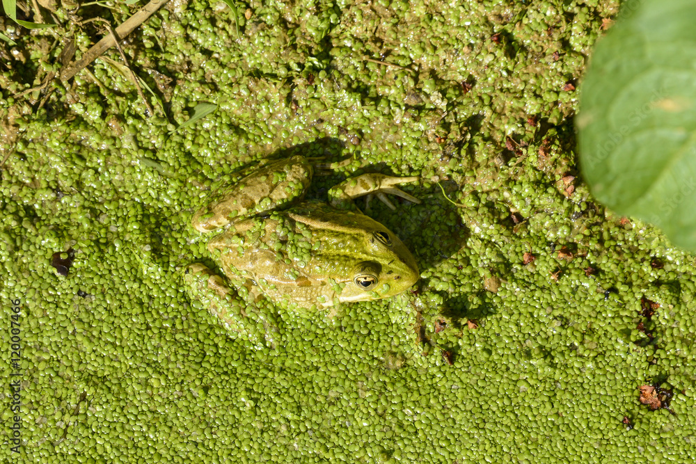 Grenouille rieuse, Pelophylax ridibundus, Lentille d'eau, Lemna minor Grenouille rieuse, Pelophylax ridibundus, Lentille d'eau, Lemna minor