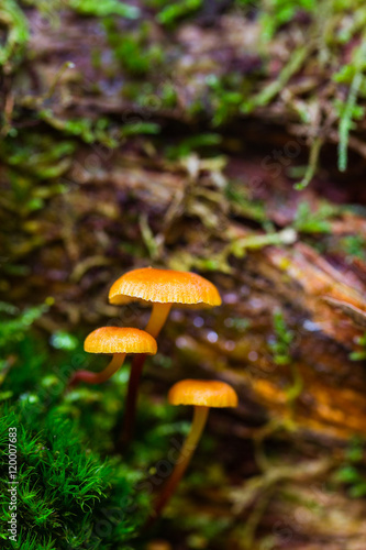 Closeup orange fungus in moss