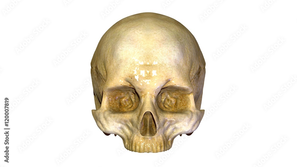 Obraz premium Skull anatomy 
