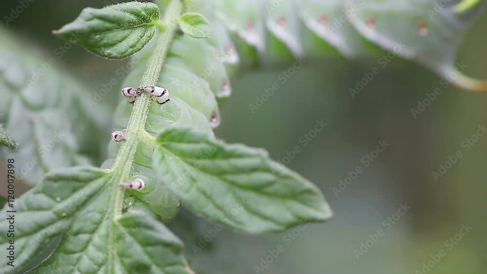 Closeup of large tomato worm navigating a plant with its legs and prolegs Closeup of large tomato worm navigating a plant with its legs and prolegs