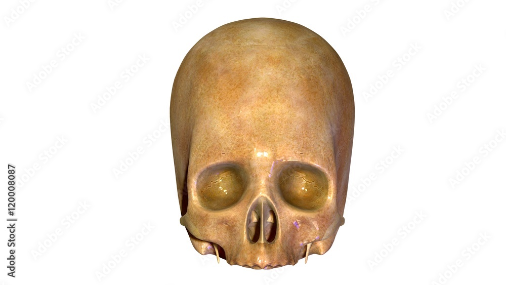 Obraz premium Skull anatomy 