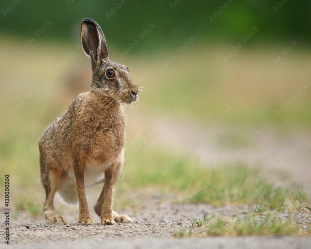 Fototapeta premium Feldhase