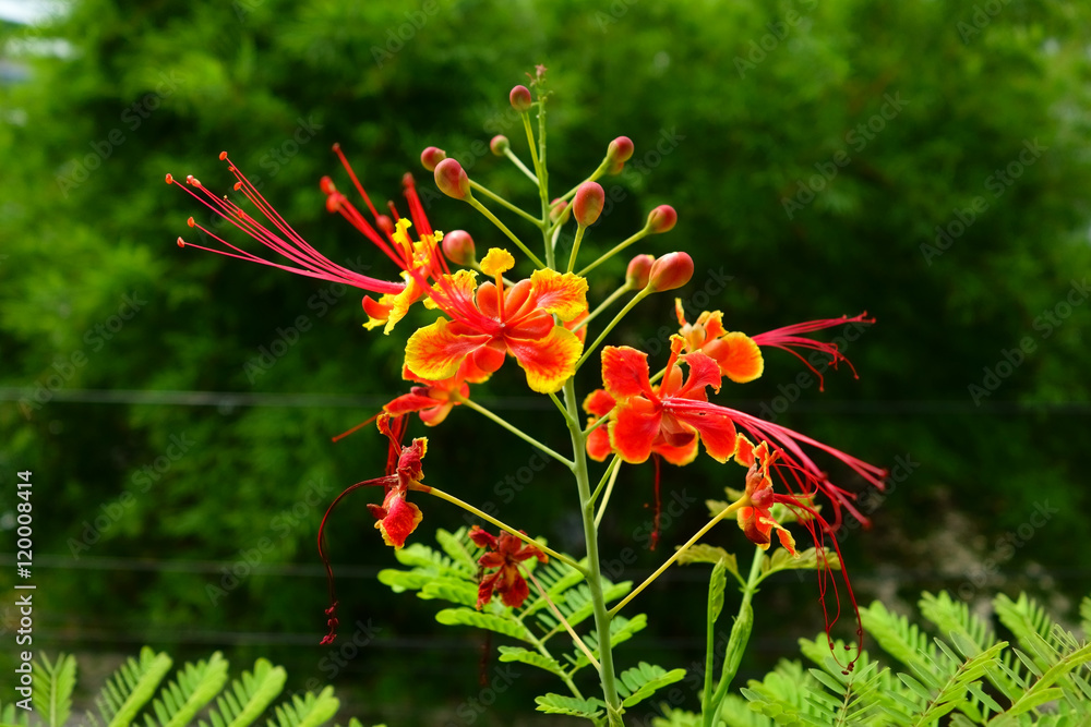 Pride Of Barbados. Peacock Flower. Caesalpinia Pulcherrima. Red Pride Of Barbados. Peacock Flower. Caesalpinia Pulcherrima. Red